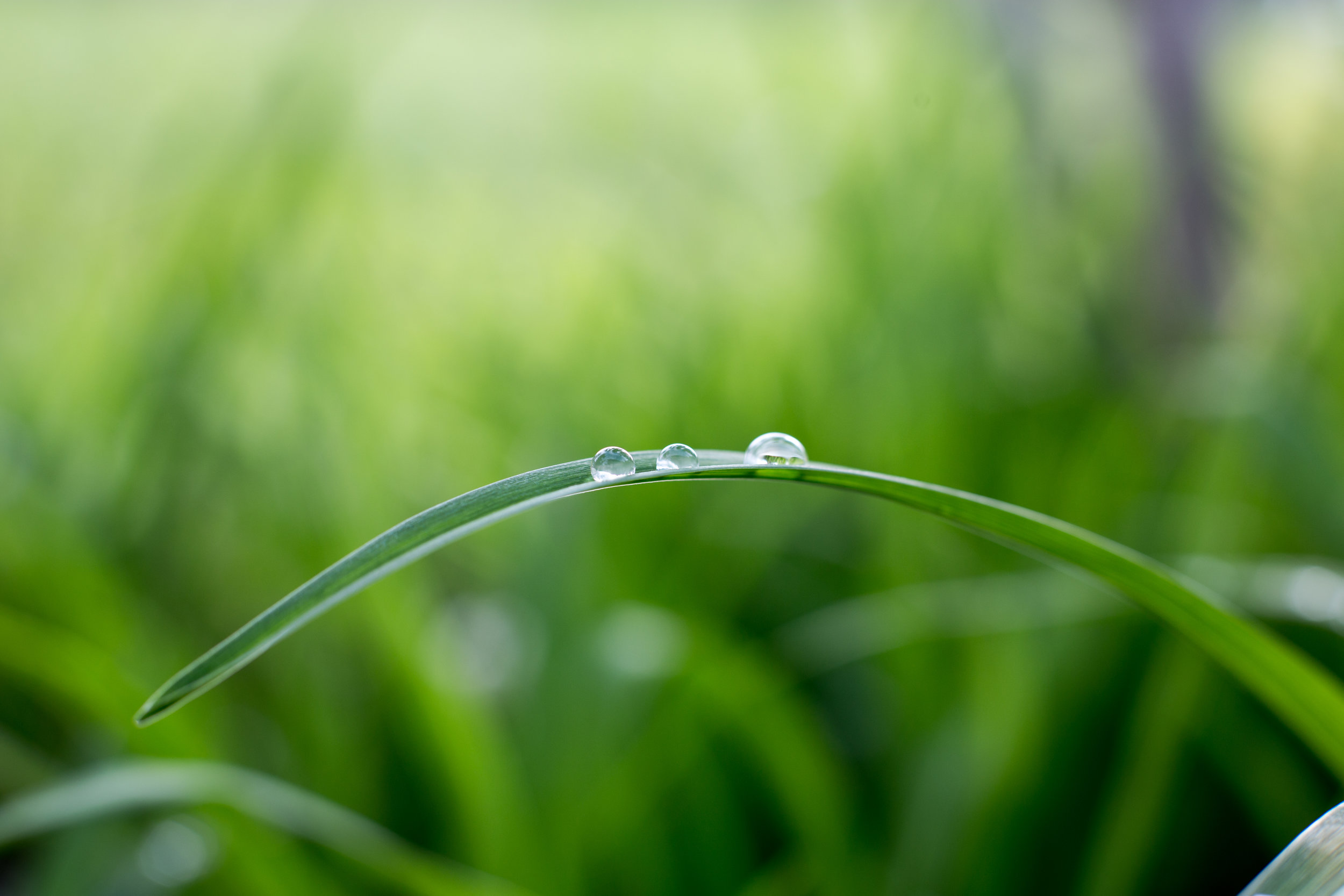 Sharon Salzberg - Metta Hour - Ep. 95 - Gary Gach